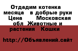 Отдадим котенка (2месяца ) в добрые руки › Цена ­ 1 - Московская обл. Животные и растения » Кошки   